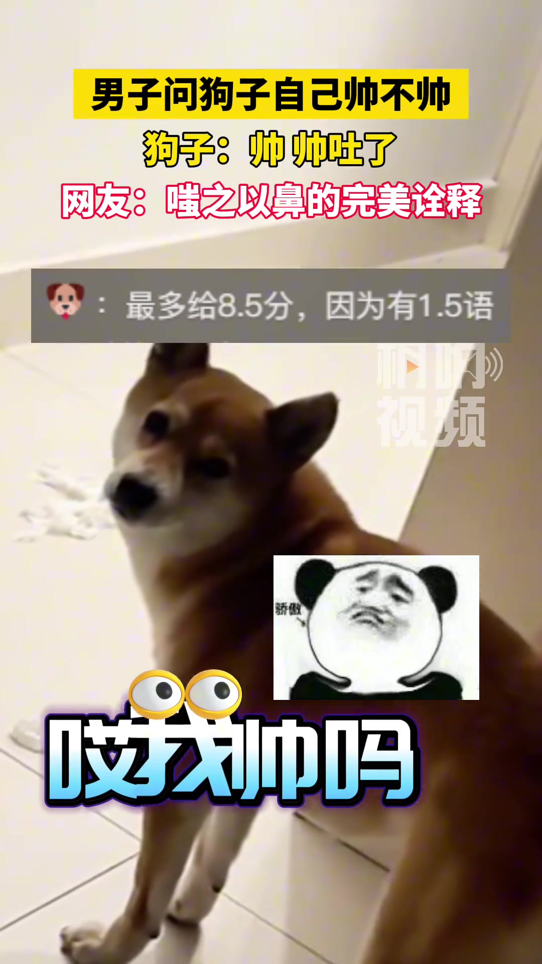 男子问狗子自己帅不帅 狗子：帅，帅吐了