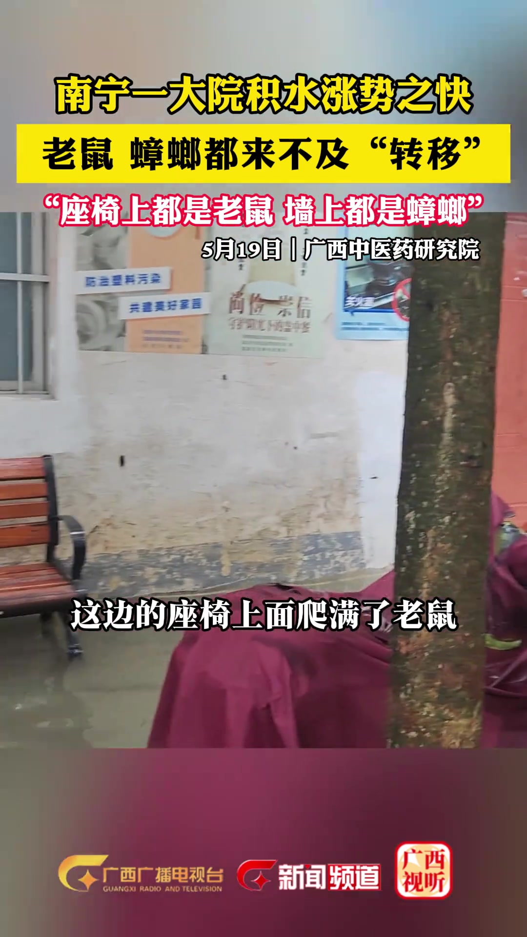 一大院积水涨势之快 “座椅上都是老鼠 墙上都是蟑螂”