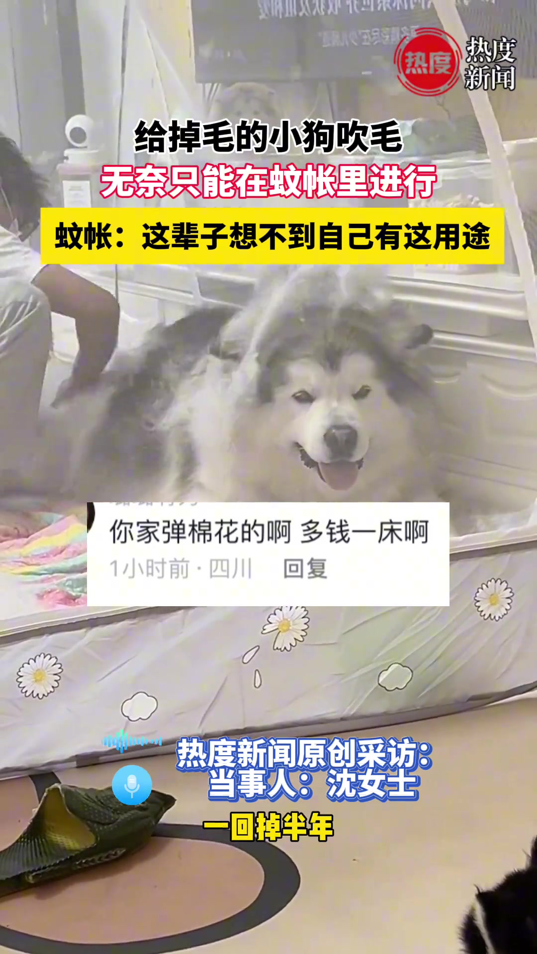 给掉毛的小狗吹毛，无奈只能在蚊帐里进行！