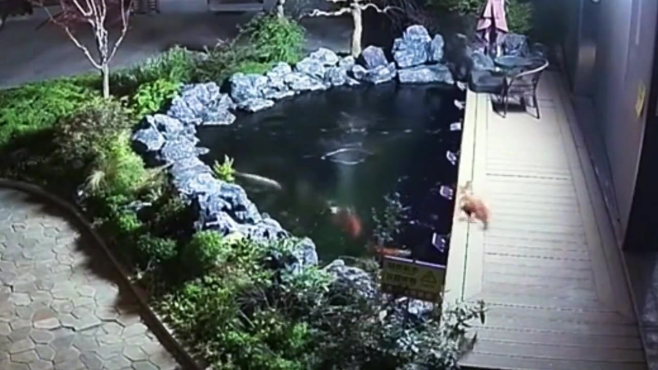 不是所有鱼都有机会跃龙门