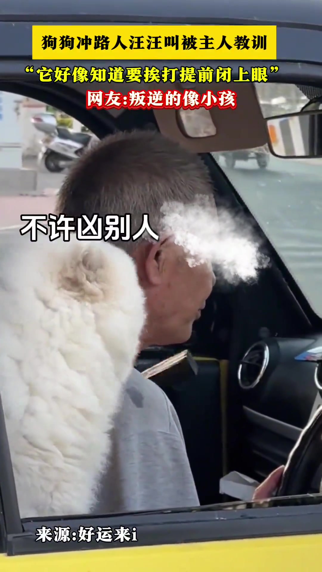 狗狗冲路人汪汪叫被主人教训，“它好像知道要挨打”