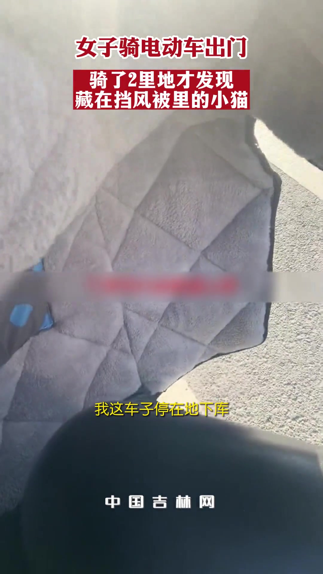 家人们捡到一只哈基米！