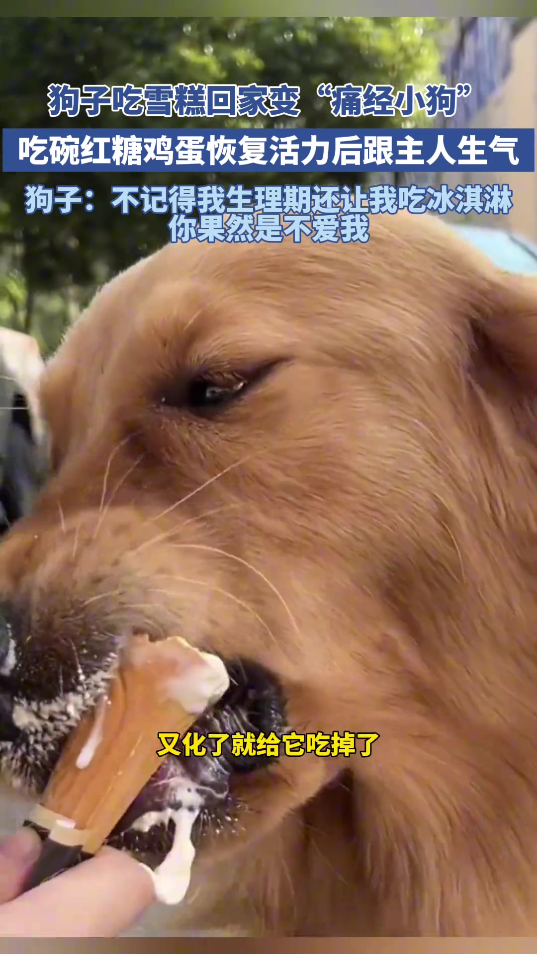 狗子吃雪糕回家变“痛经小狗”