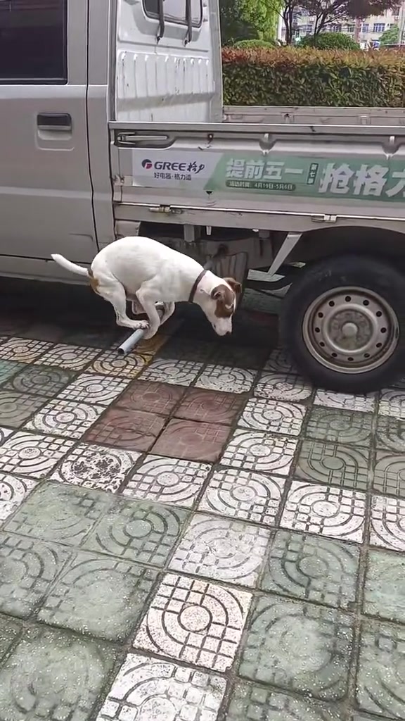 狗子哥单杠玩的很溜