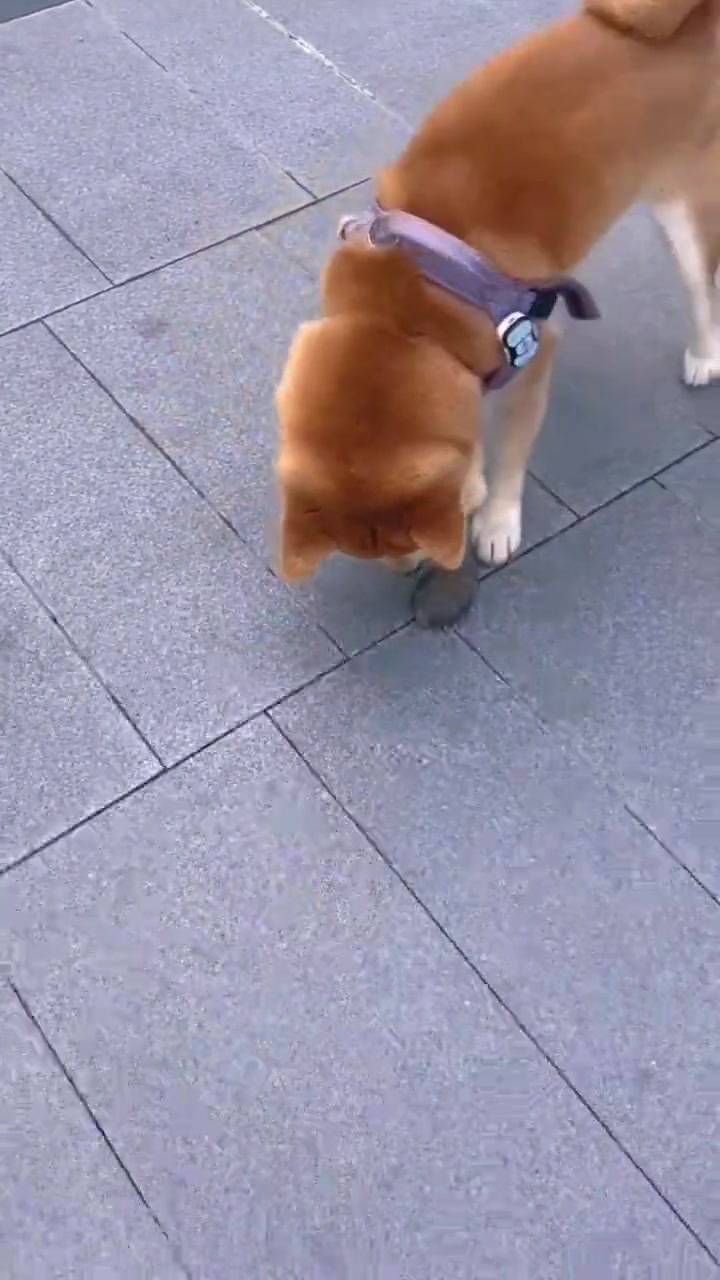 宝虽然倔，但可会玩了。