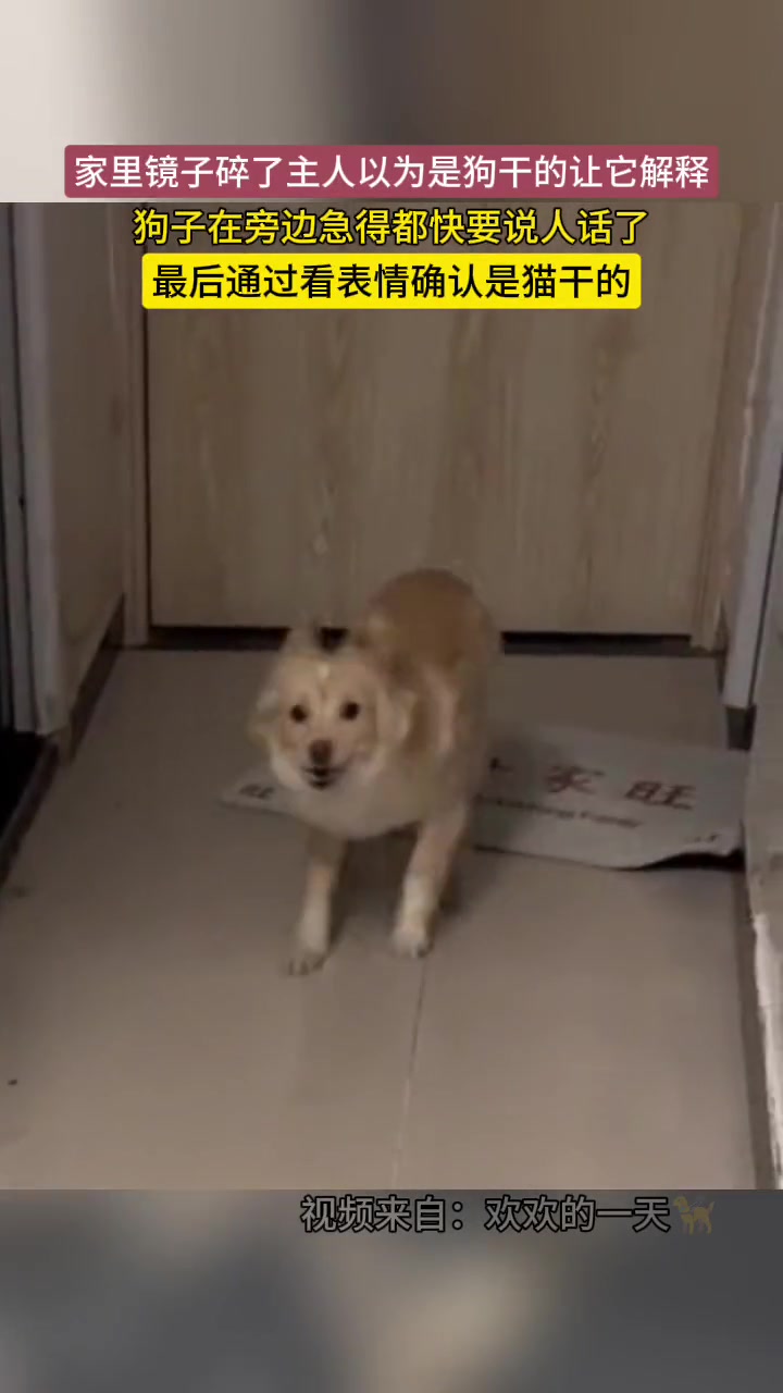 家里镜子碎了主人以为是狗干的，给狗急得都快说人话了