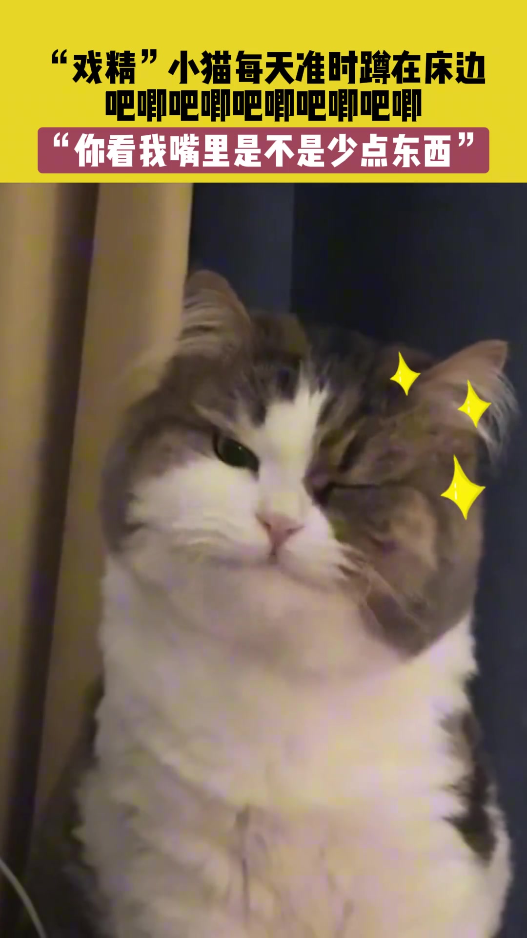 “戏精”小猫每天准时蹲在床边，吧唧吧唧