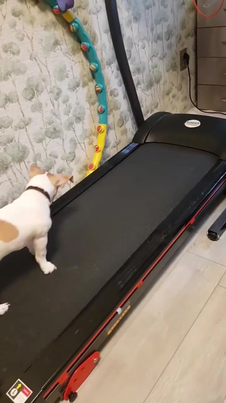 长按给狗子提提速