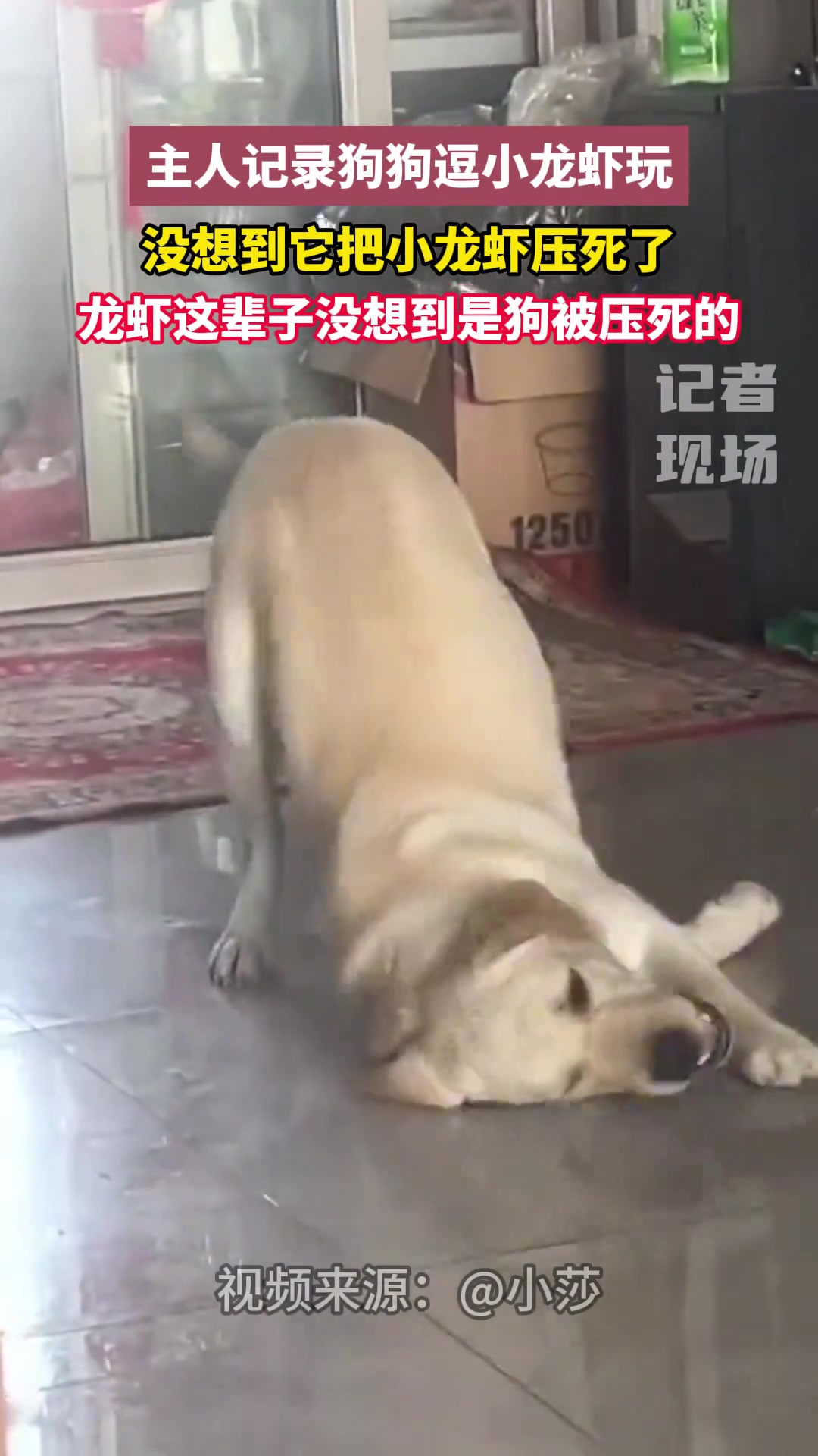 主人记录狗狗逗小龙虾玩，没想到它把小龙虾压死了