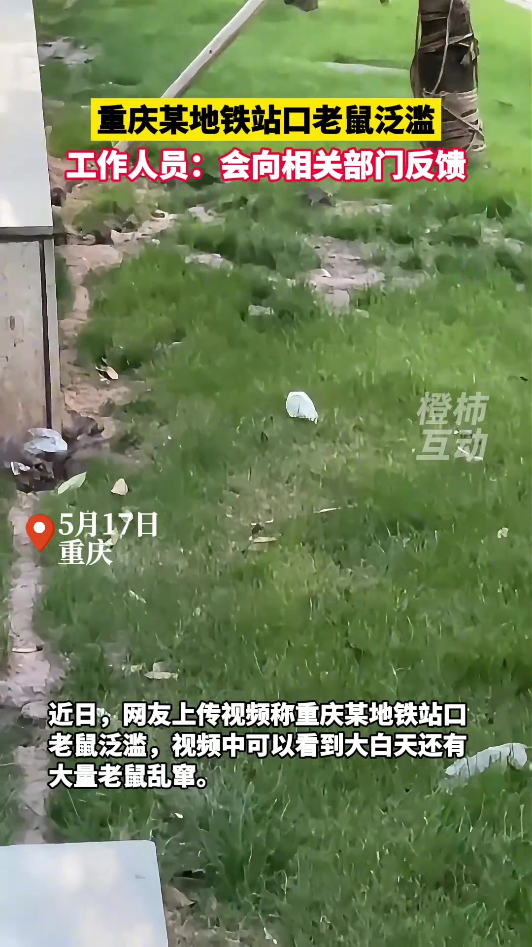 重庆某地铁站口老鼠泛滥，工作人员已向相关部门反馈