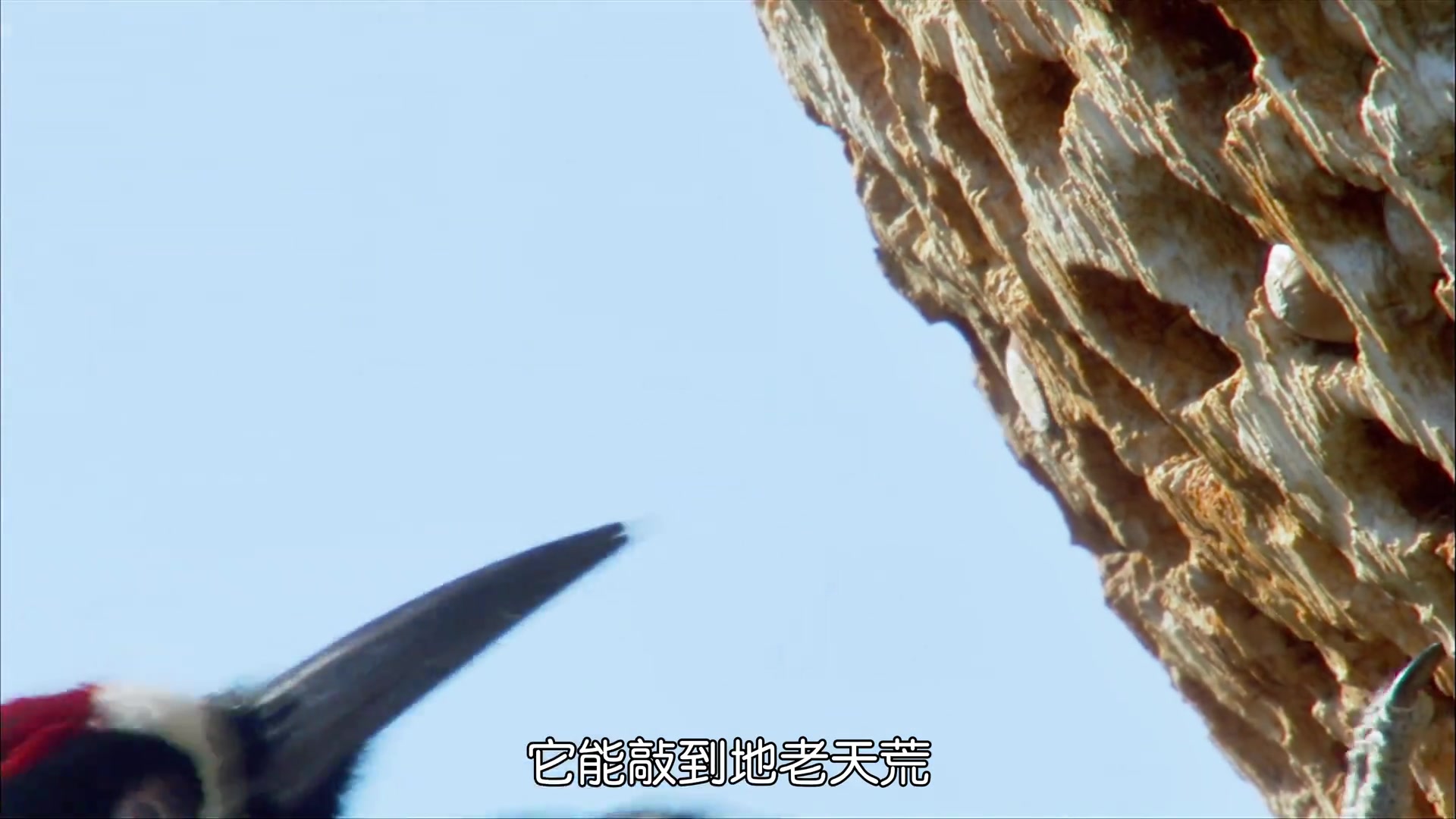 我从小都以为啄木鸟是好鸟