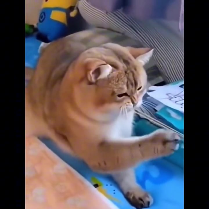 音乐猫，弹完就开唱了