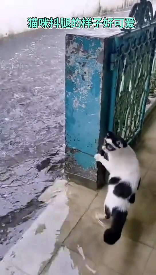 猫哥，你眼镜挺好看的，哪里顺的？