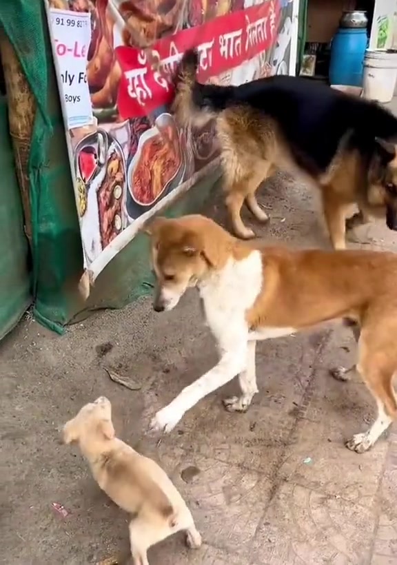 黄狗 算了，放它一马！
