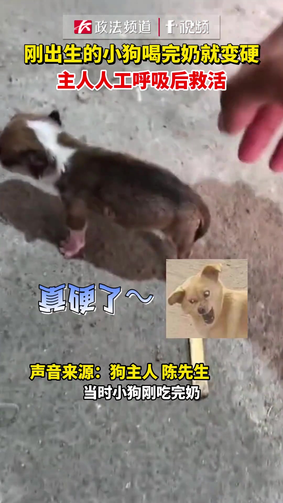 刚出生的小狗喝完奶就变硬？？