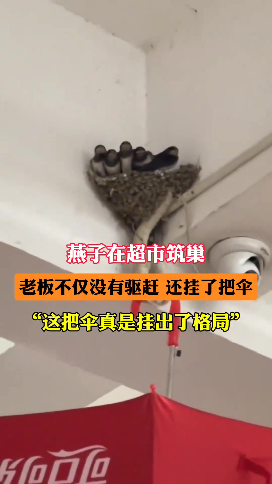 一看就是有爱心的老板 不仅没有驱赶驱赶还给挂了把伞