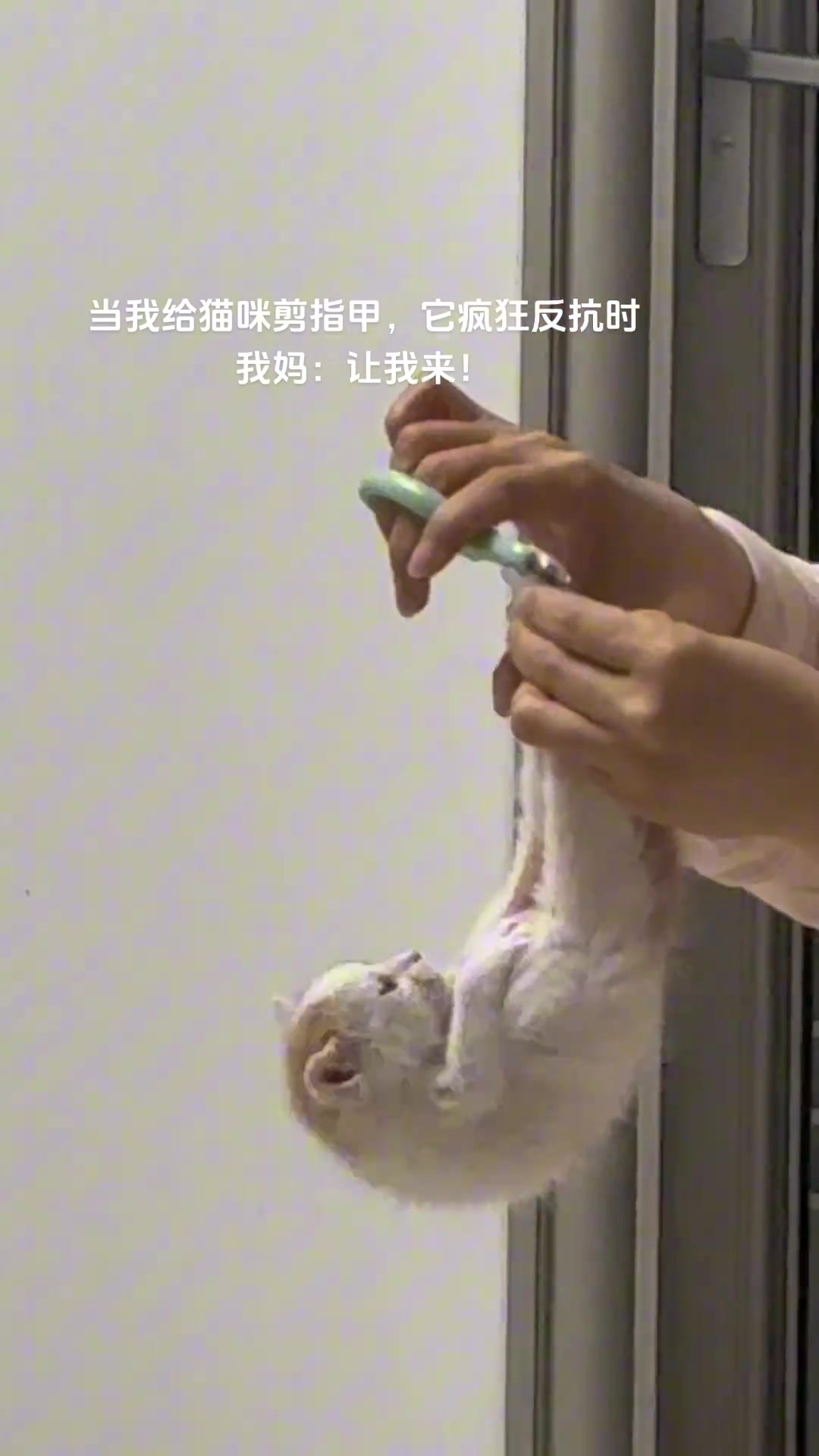当我给猫咪剪指甲它疯狂反抗时！妈妈：让我来！