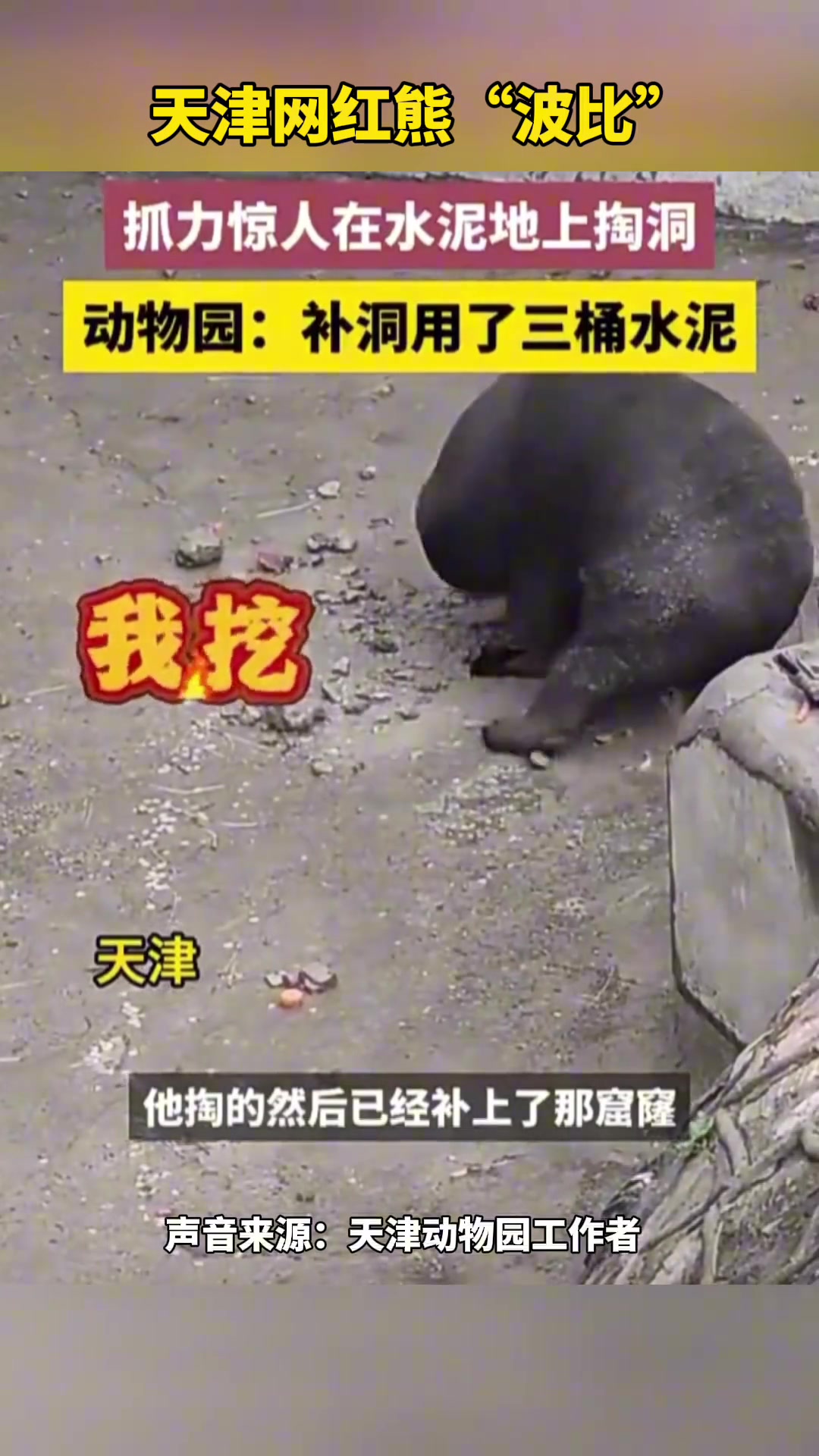 天津网红熊“波比”，抓力惊人在水泥地上掏洞