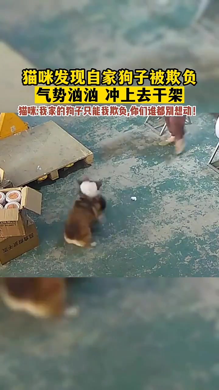 猫：我家狗子只能我欺负