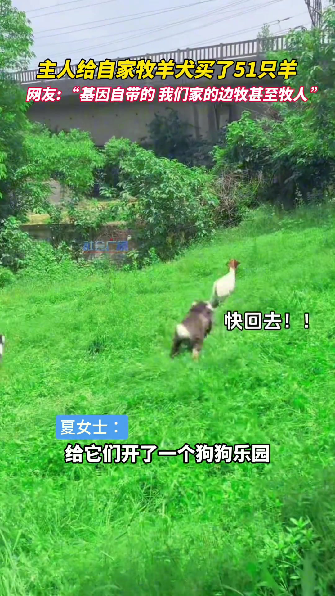 除非你家有庄园，不然真别养边牧