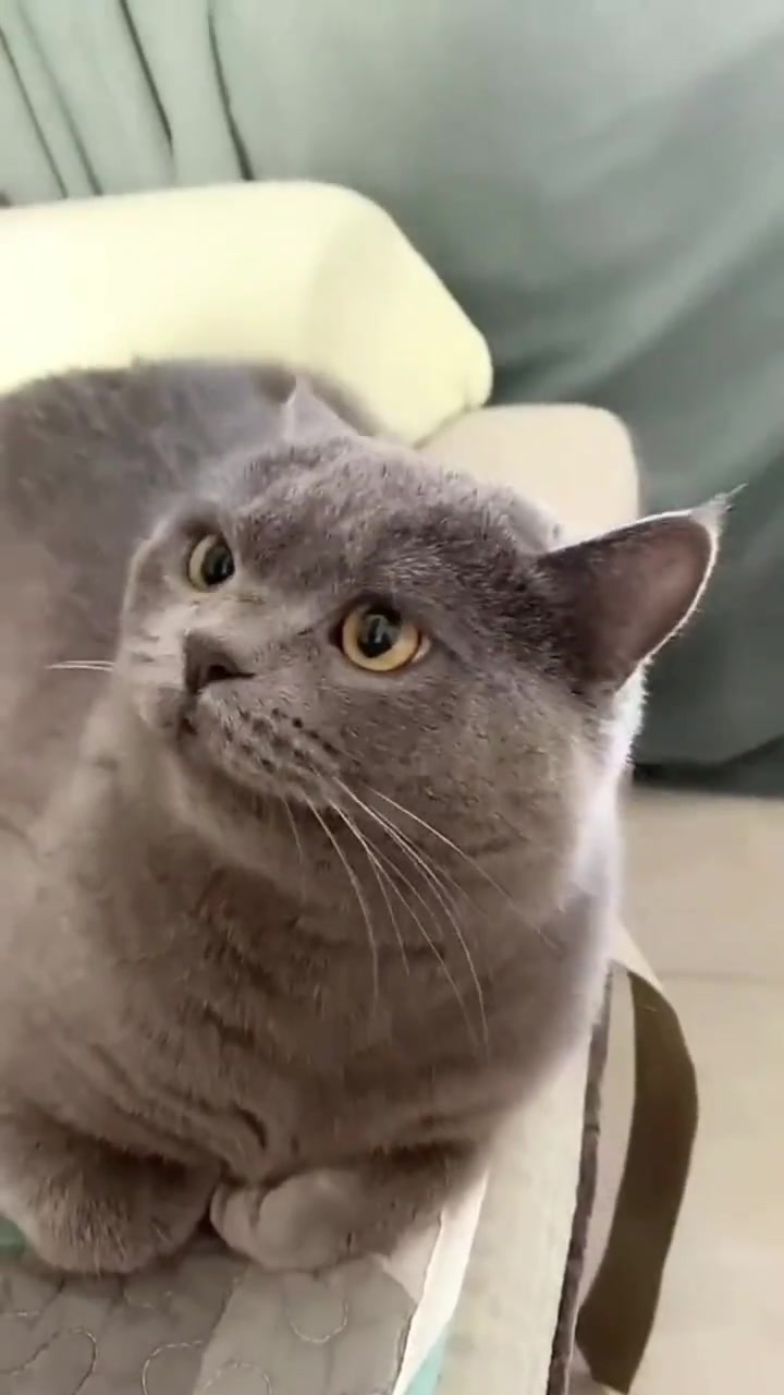 猫咪：你看我看个眼神