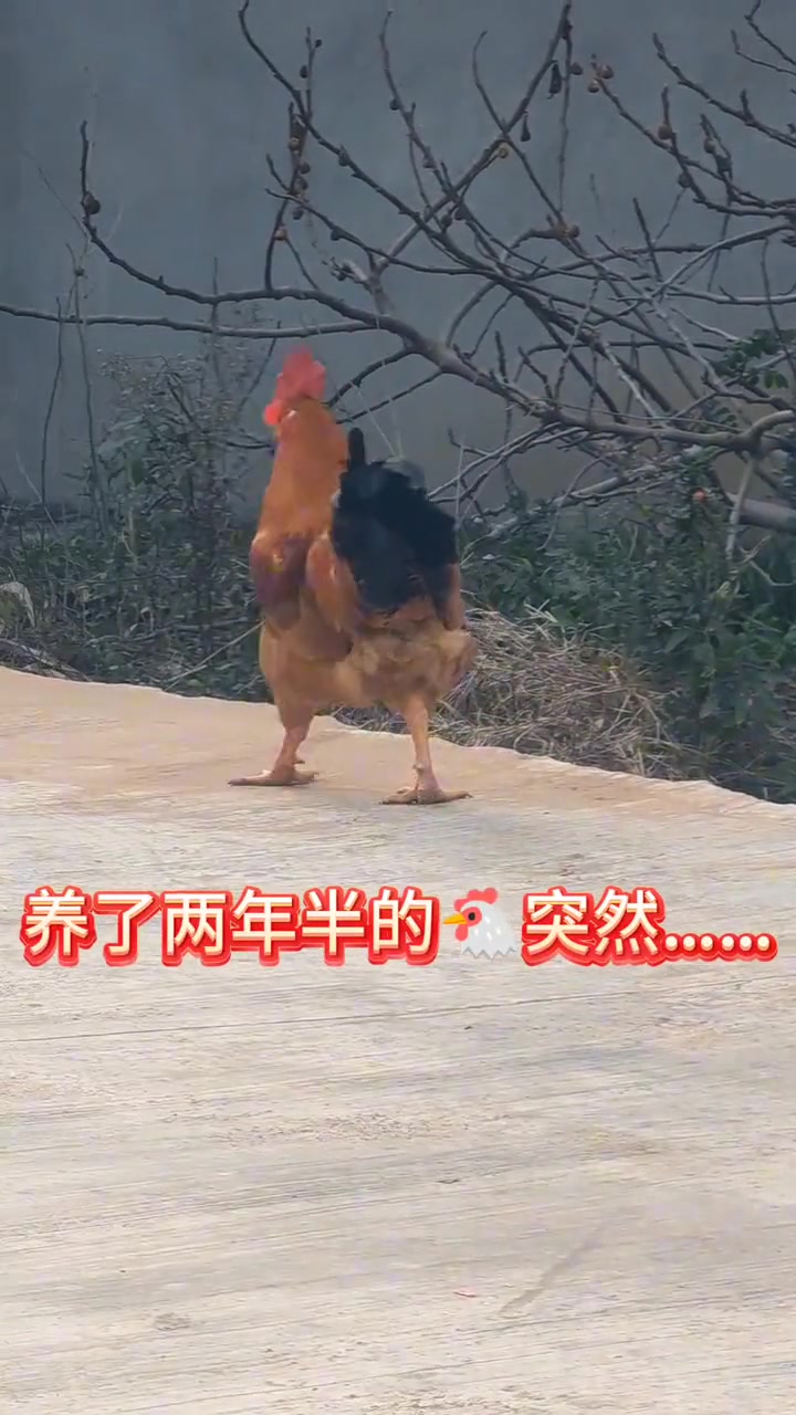 它在练习躲防