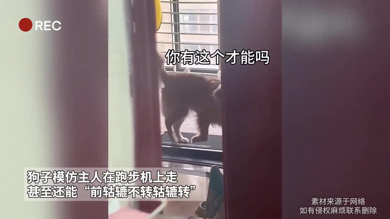 狗：没见过分时四驱啊