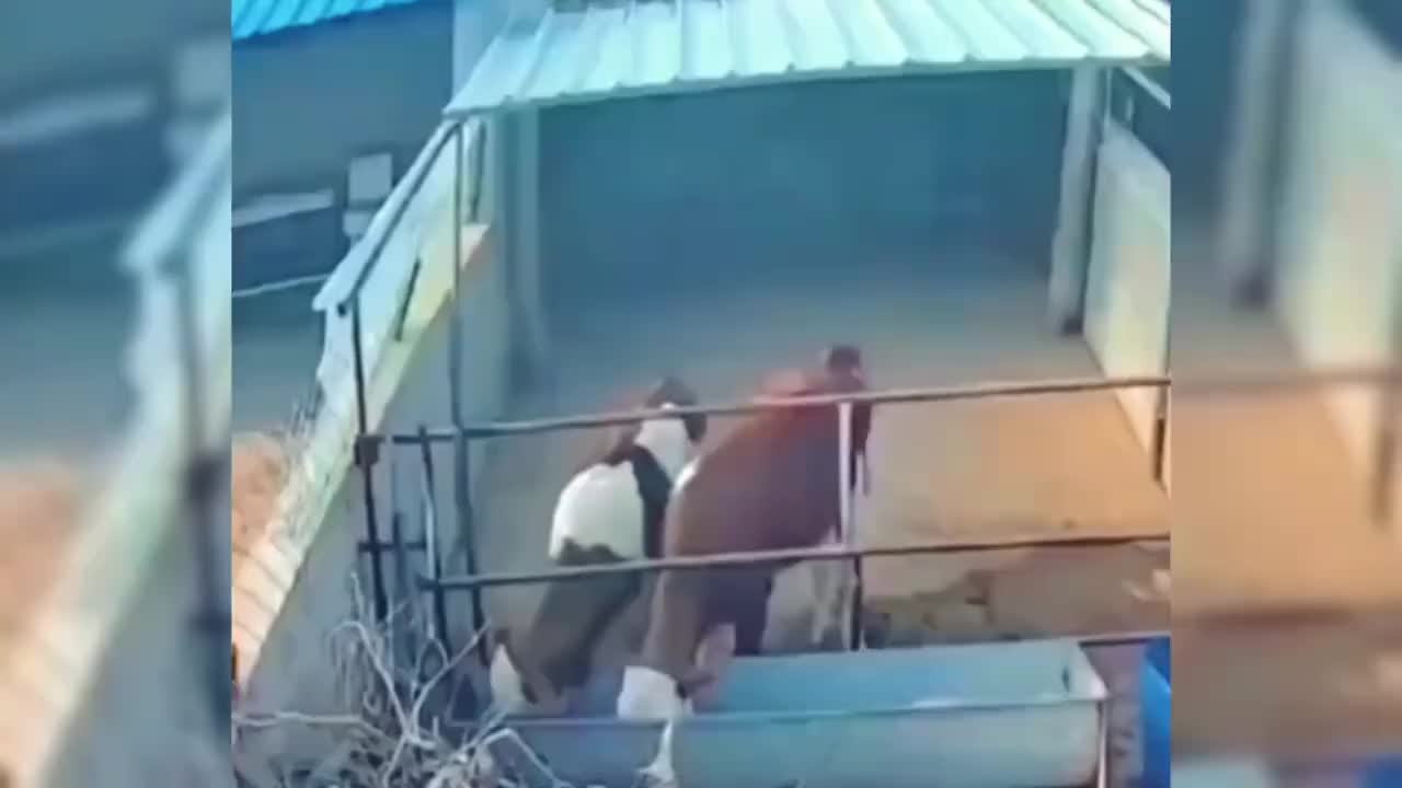 鼠鼠我啊，也成耐摔王了呢