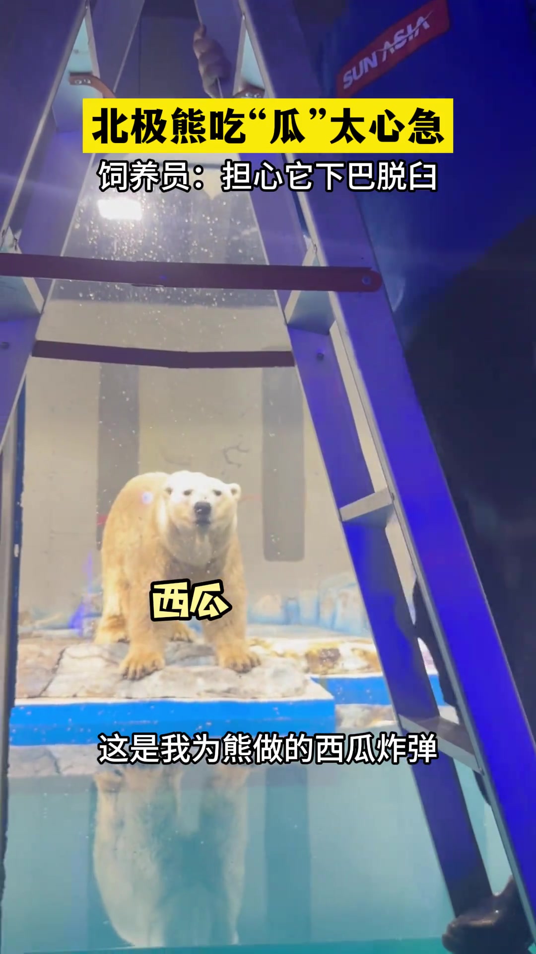 北极熊吃瓜太心急