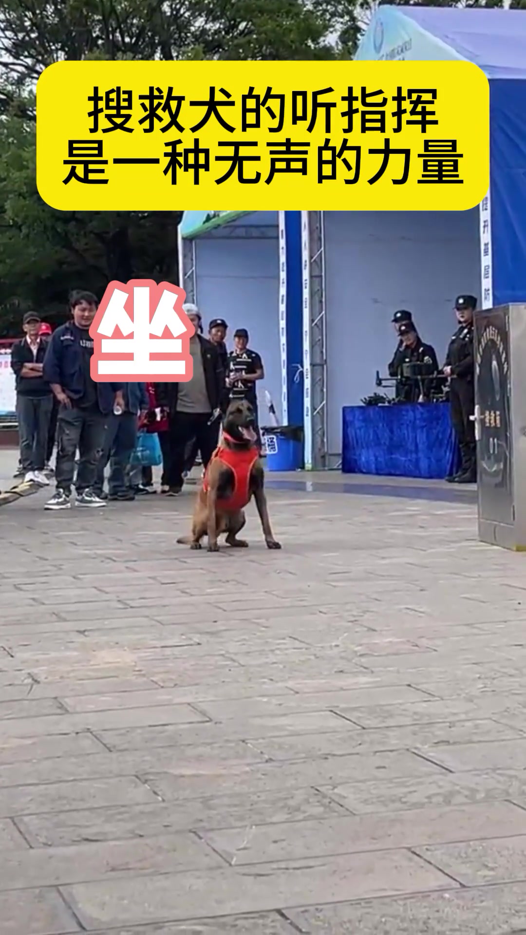 搜救犬听指挥是一种无声的力量
