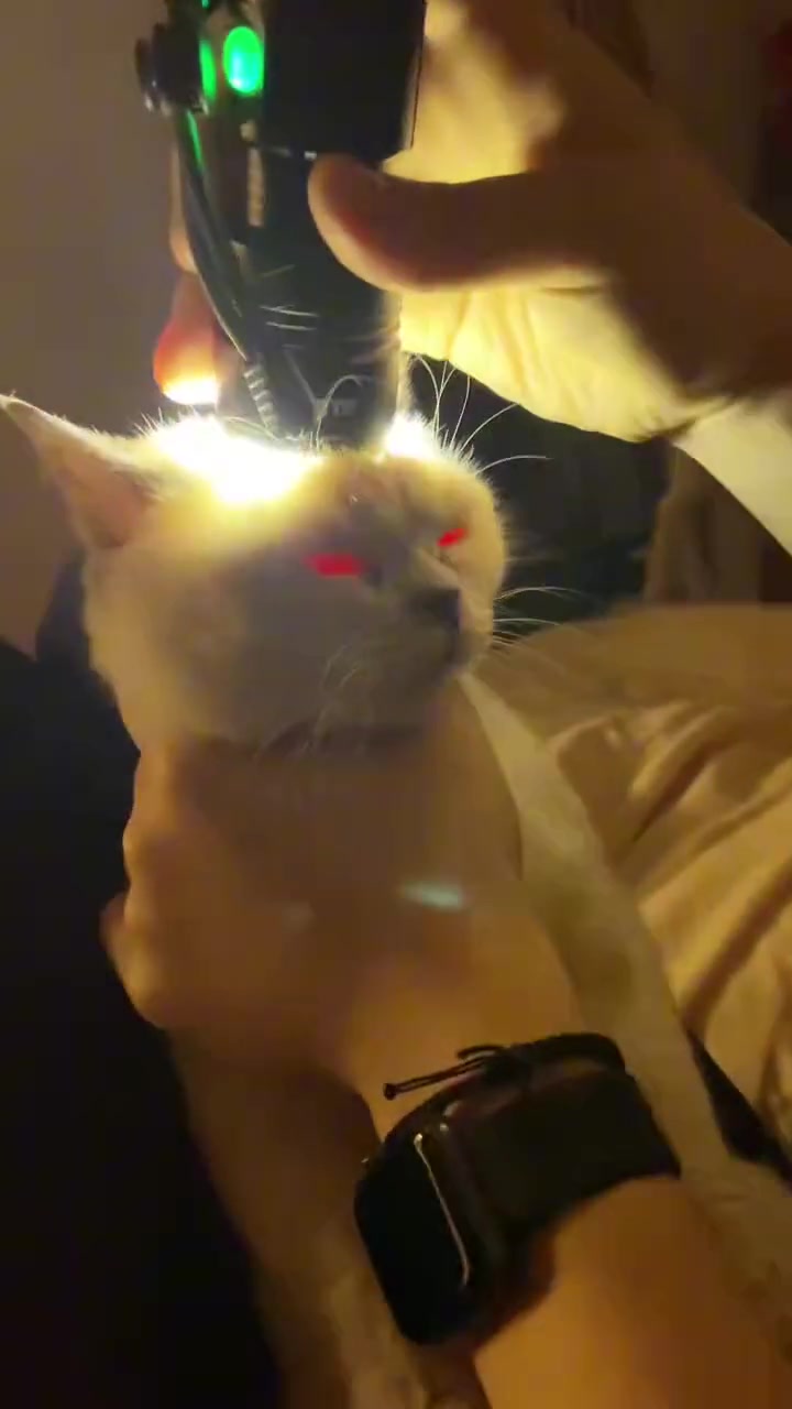 猫：人类是你觉醒了我