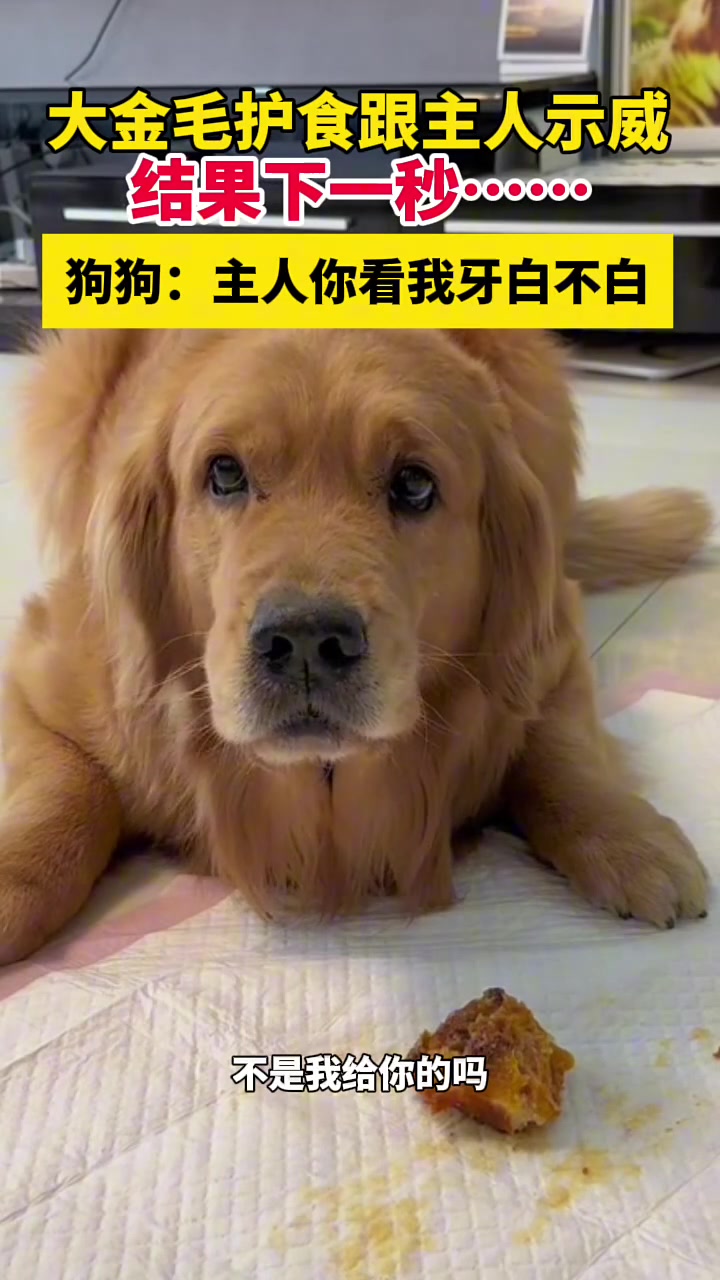 吧友遇到护食的狗会怎么做呢？