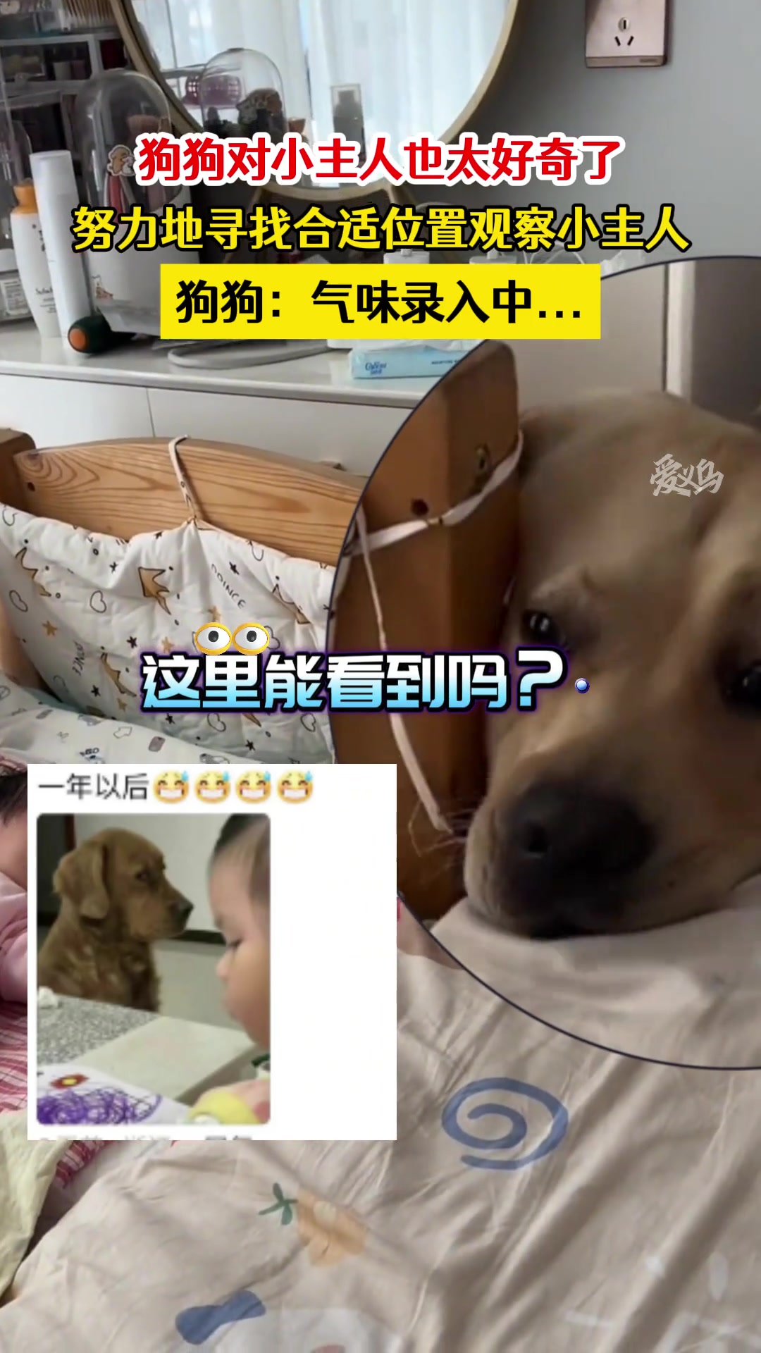 狗狗：气味录入中...