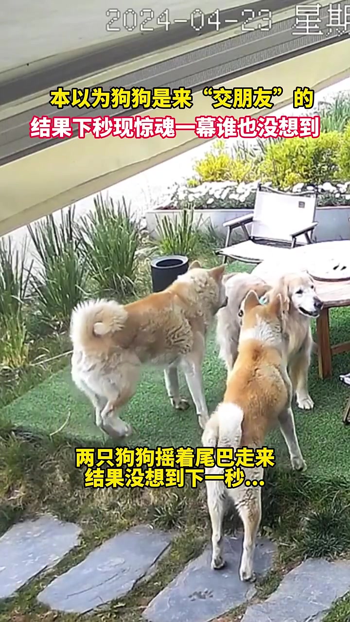 上秒摇尾下秒咬？！狗的性格真的说不好！