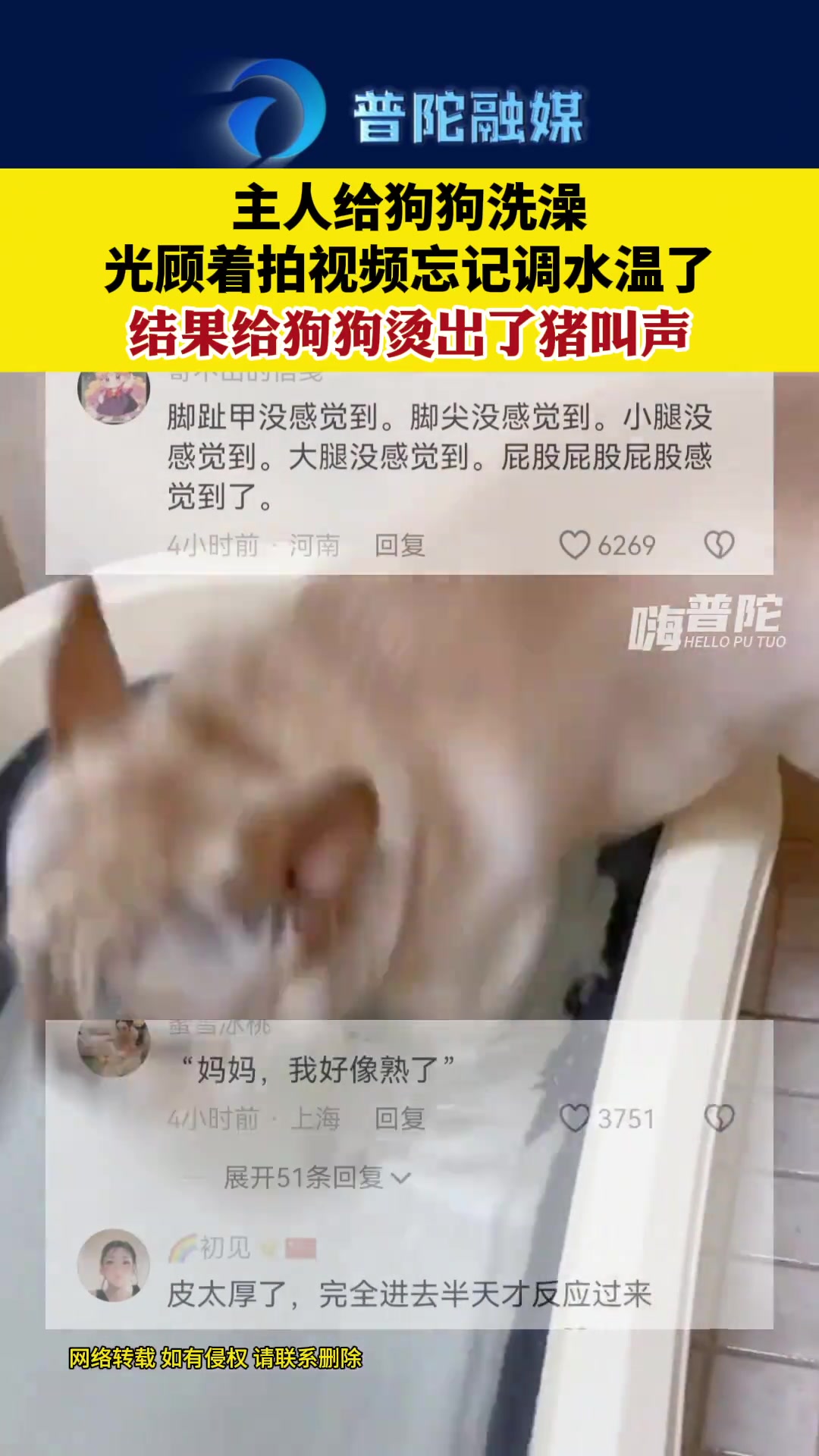 第一次听狗猪叫！