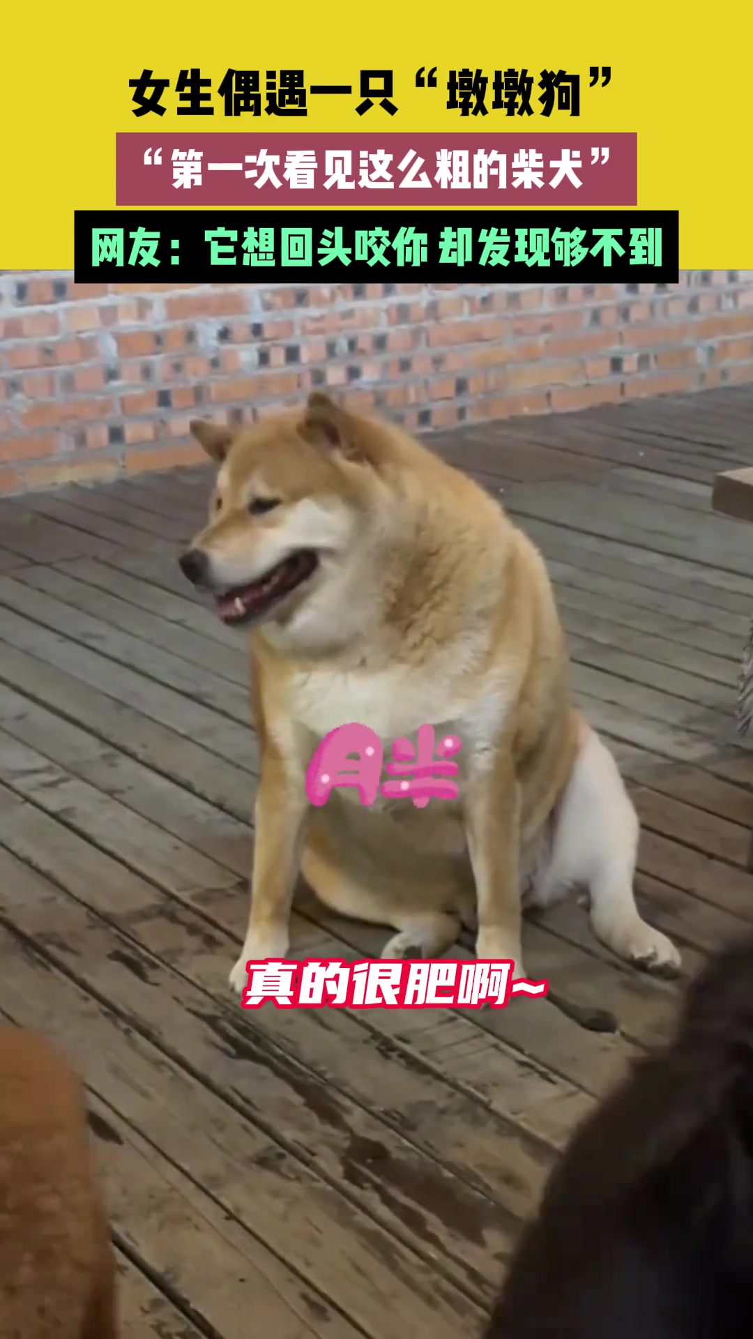 第一次看见这么粗的柴犬，网友：想回头咬你都够不着