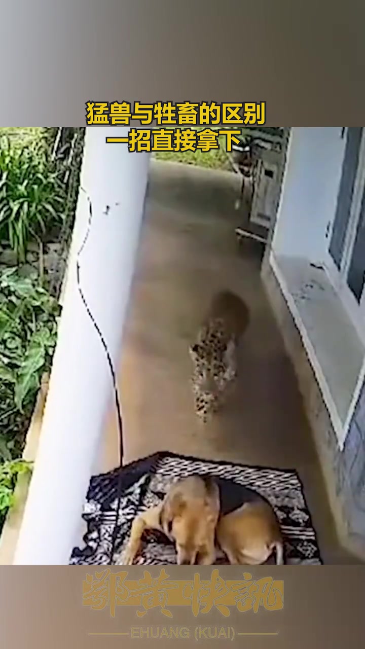 猛兽与牲畜的区别，一招直接拿下！