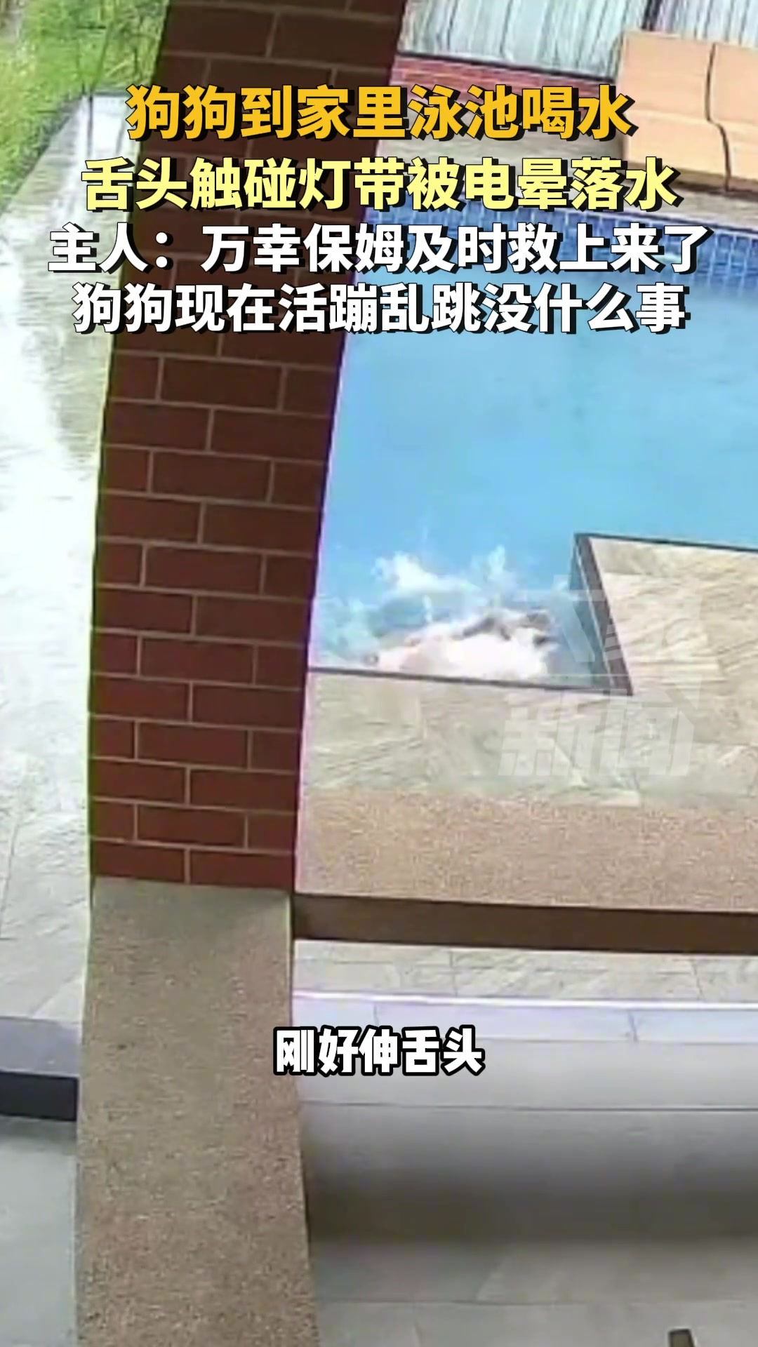 狗狗想泳池喝水不慎被电晕落水 万幸保姆及时救上来了