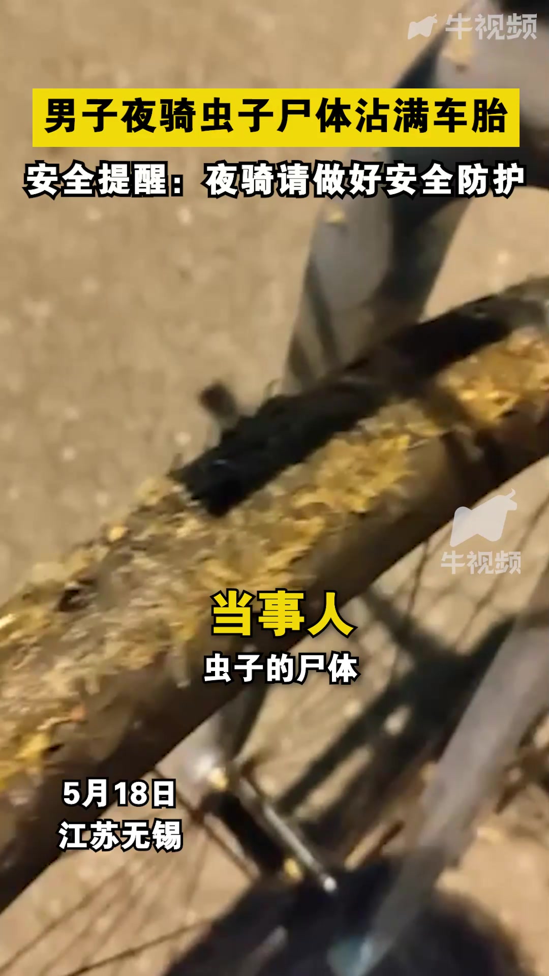 男子夜骑虫子尸体沾满车胎？！这季节这么多虫子吗