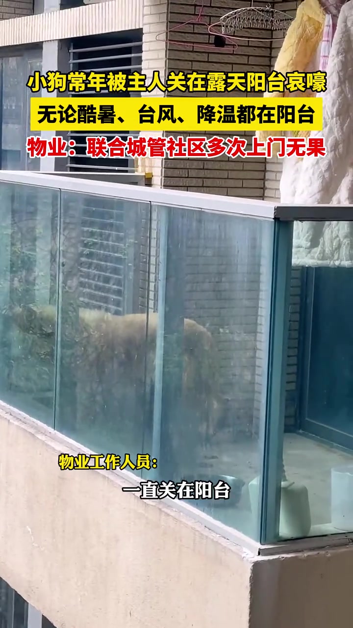 这种人配养狗吗？吧友怎么看