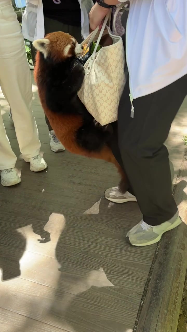 网友：同样是抢游客的东西小熊猫比吗喽可爱很多！！