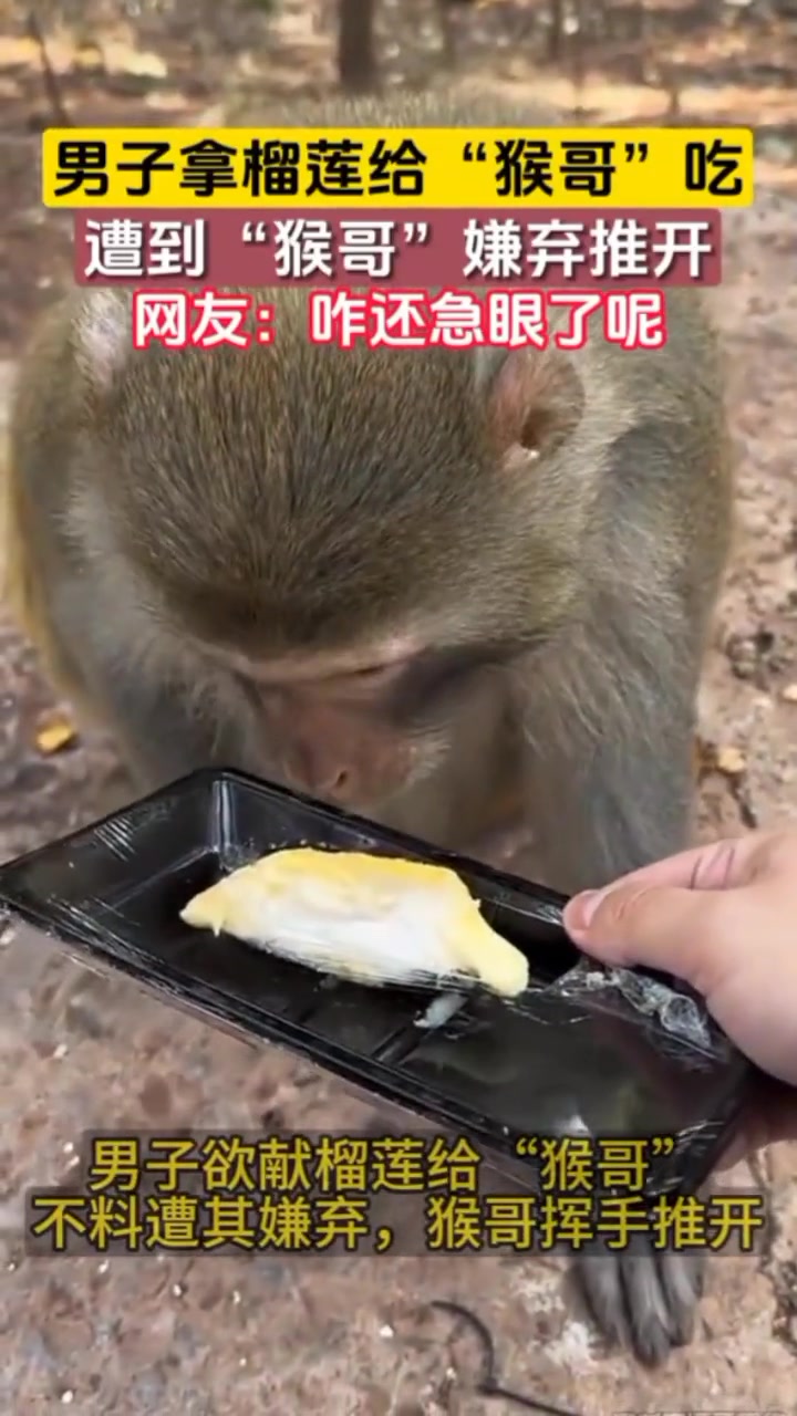 男子拿榴莲给“猴哥”吃 遭到“猴哥”嫌弃推开
