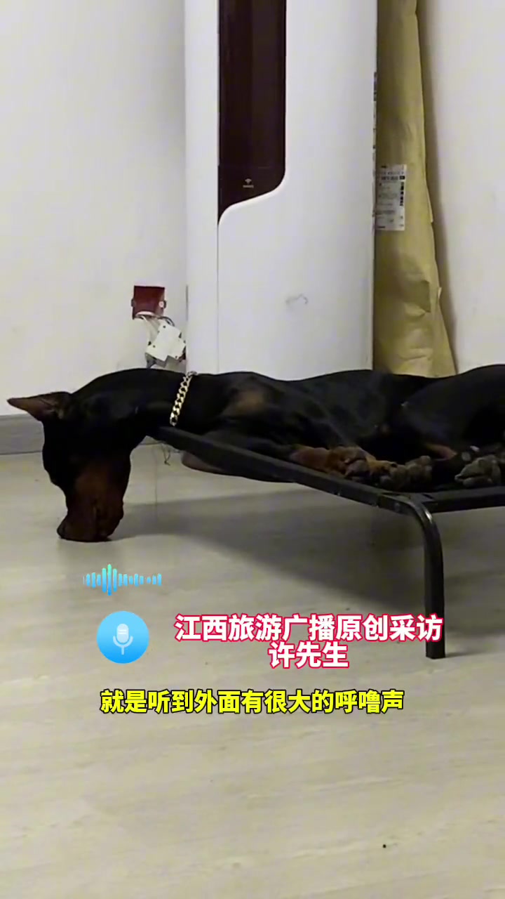 主人拍下狗狗奇葩的睡姿，嘴巴杵着地板睡觉