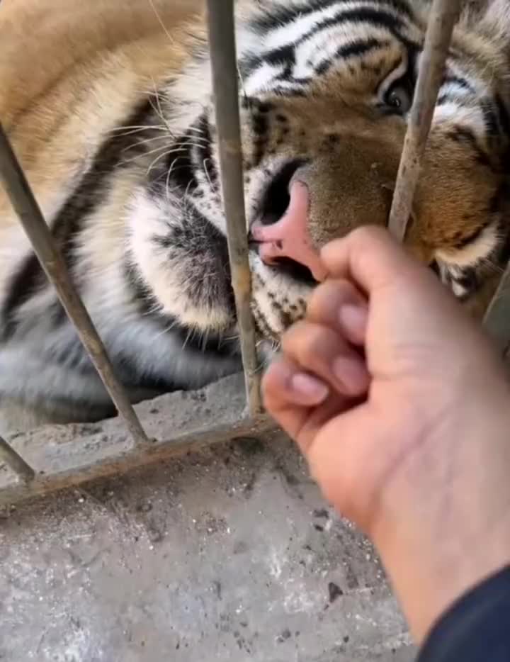 我有手指的时候也是这么玩的