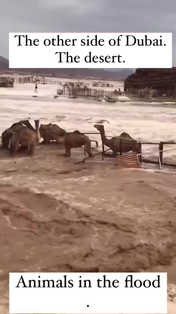 骆驼：这啥场景？？沙子都彻底疯狂了？