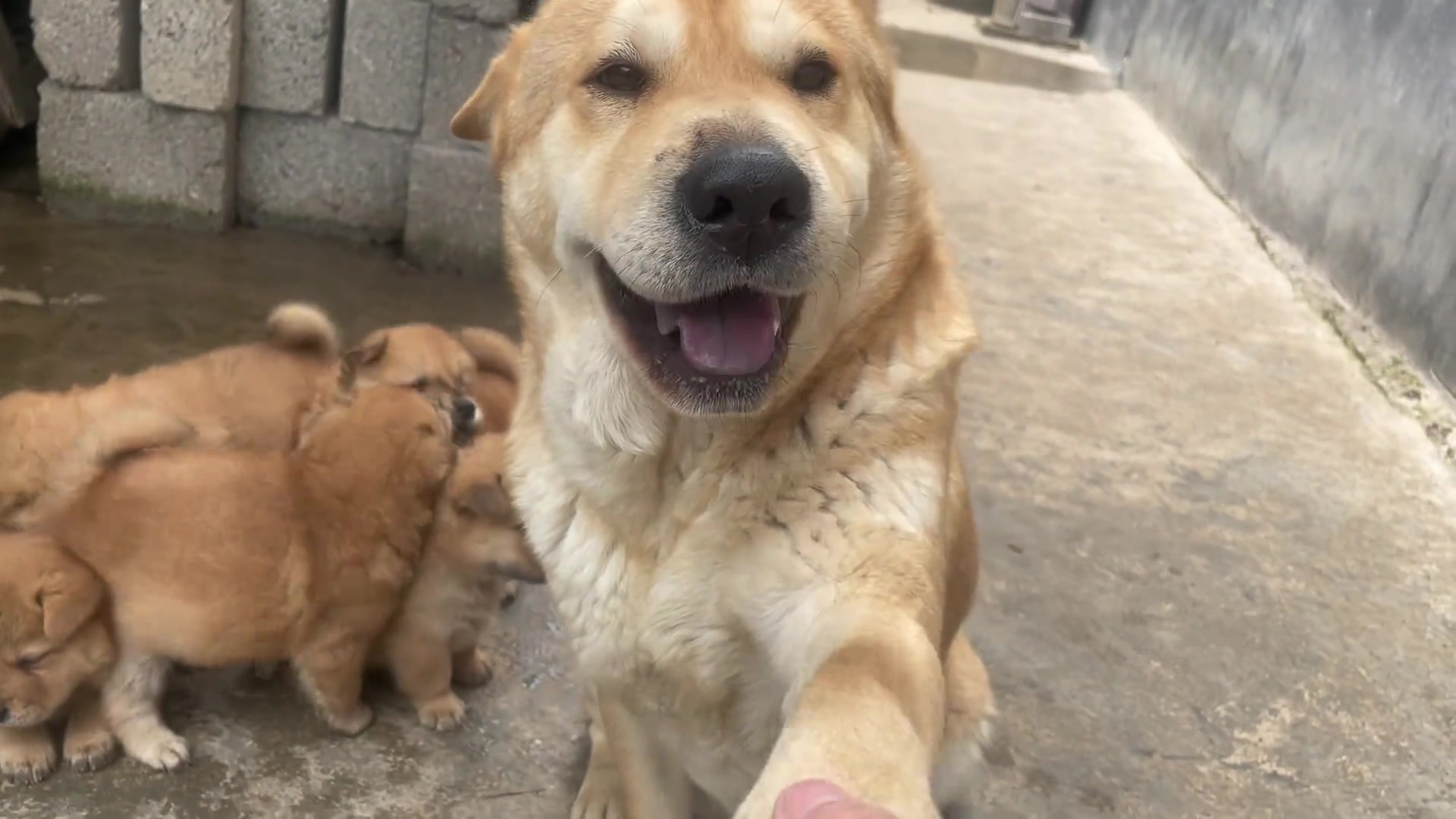 跟狗狗在一起玩的时光就是最开心快乐的