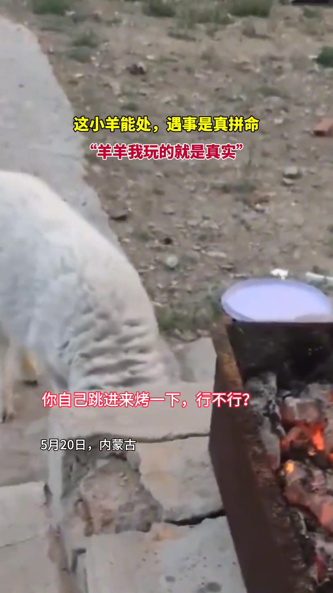 这小羊能处，遇事是真拼命！
