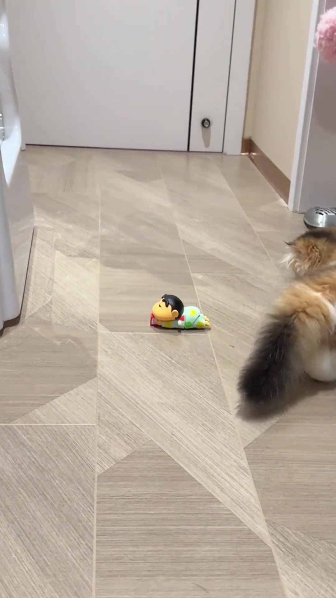 猫：这是什么玩意儿？？？？