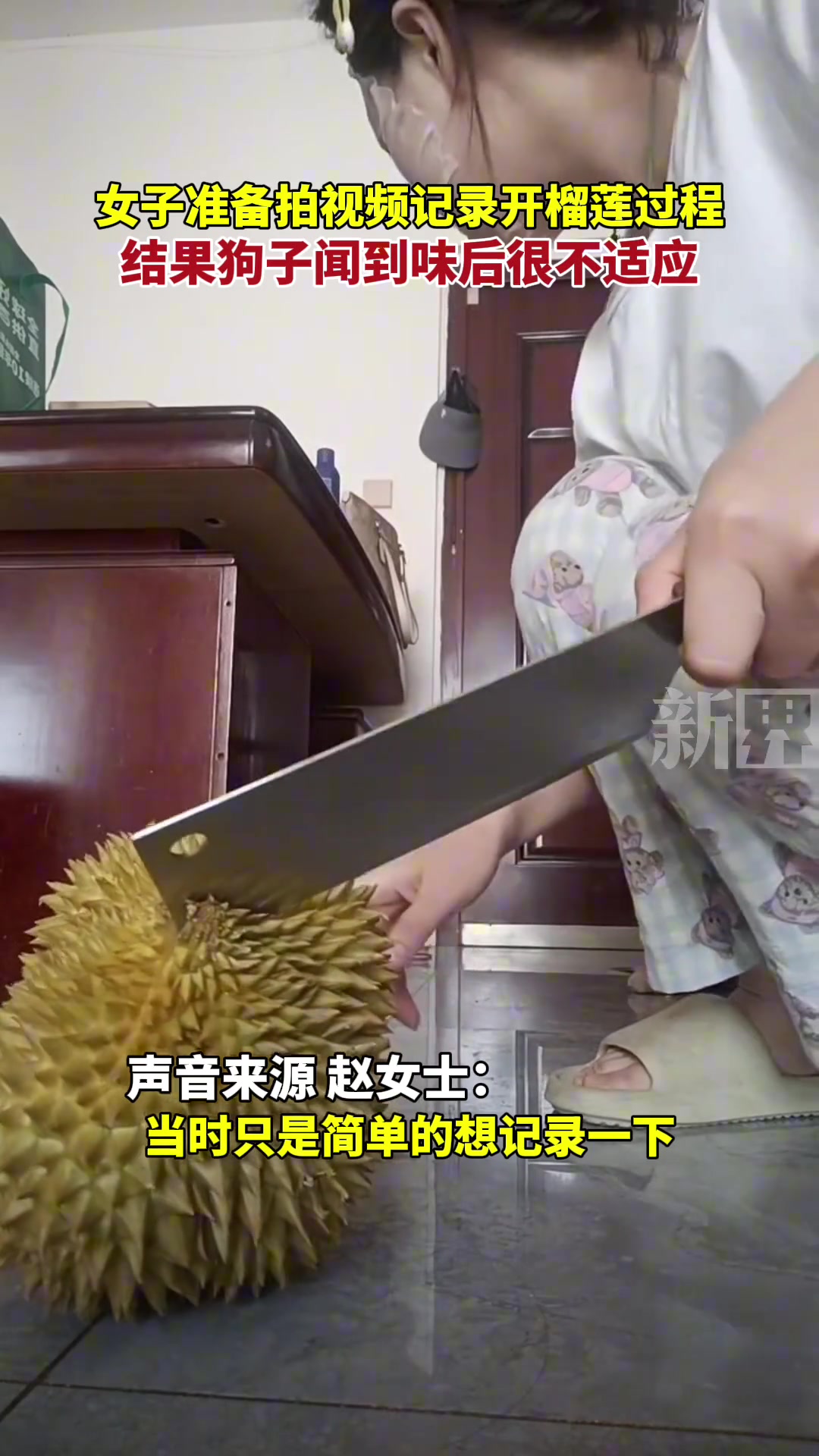 女子准备拍视频记录开榴莲过程，结果狗子闻到味后....