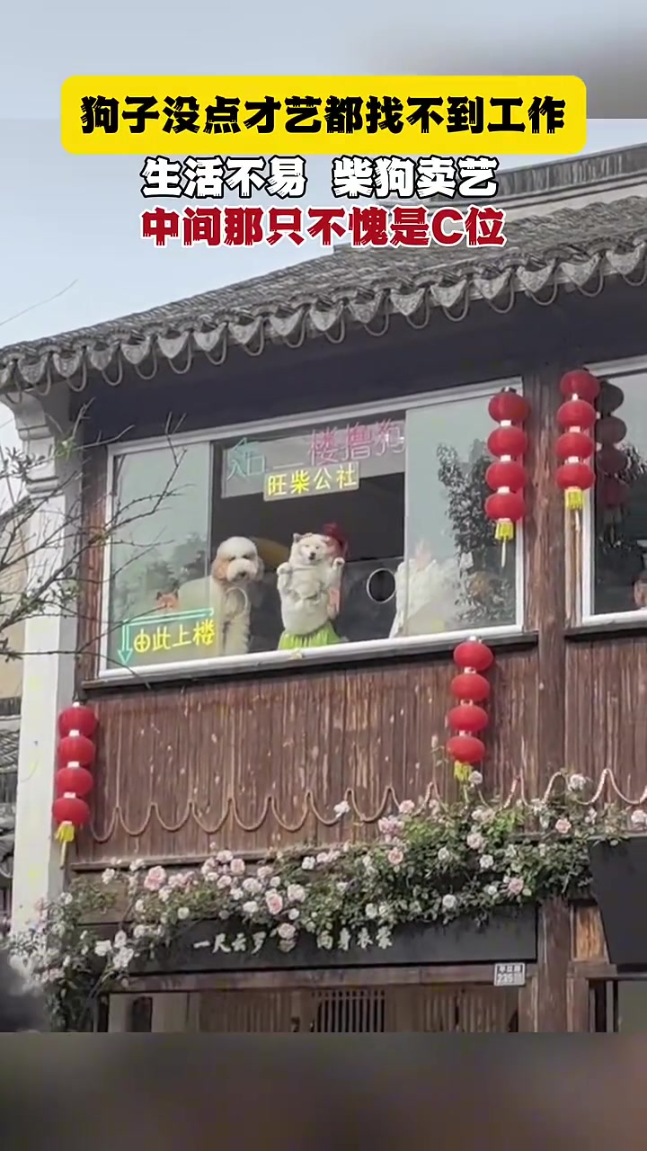 生活不易，狗狗卖艺，被迫营业了